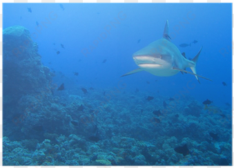 grey white shark jaws ready to attack underwater poster - underwater