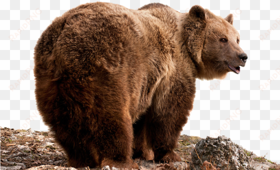 grizzly bear png - bear hd