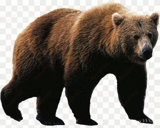 grizzly bear png download - grizzly bear png