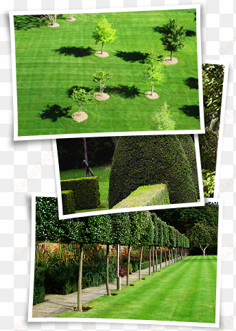 grounds maintenance is the core service we provide - pleached trees
