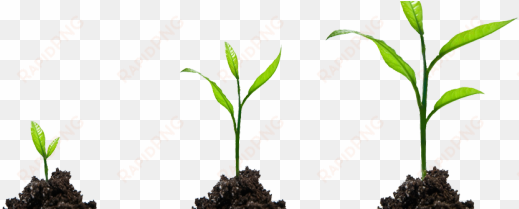 growth png image with transparent background - small plant growing png