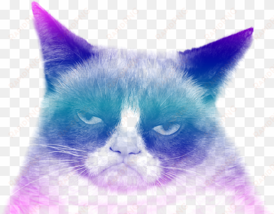 grumpy cat transparent background