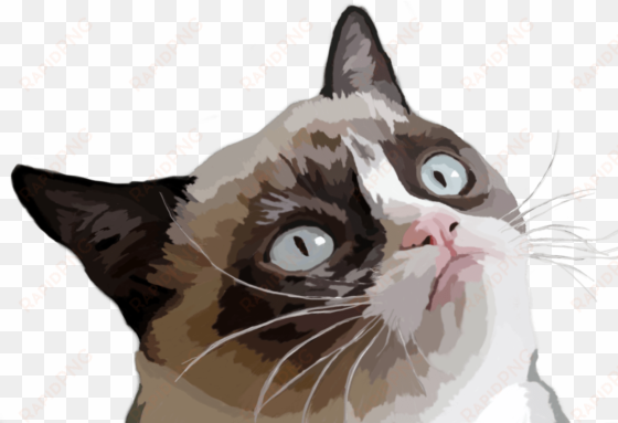 grumpy cat vector illustration - grumpy cat evil cat meme