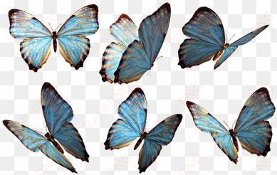 grupo de mariposas azules - imagenes de mariposas png