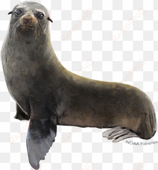 guadalupe fur seal