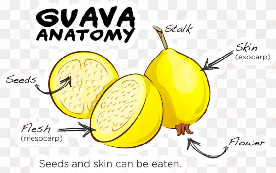 guava anatomy - common guava