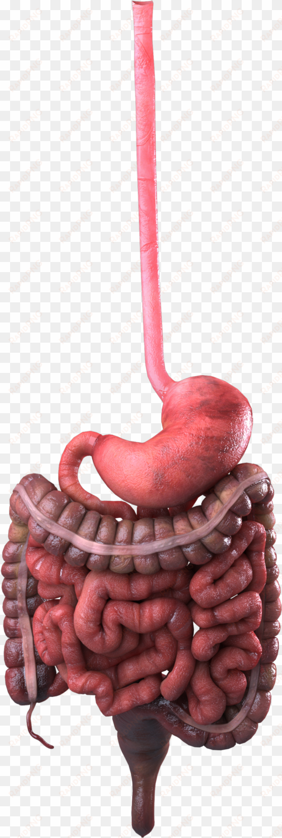 guts 360 digestive only 207 copy - gastrointestinal tract