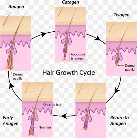 hair cycle - long does your hair need