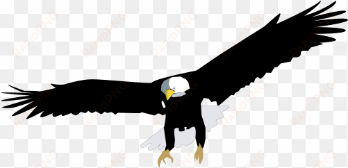 haliaeetus leucocephalus - bald eagle vector png