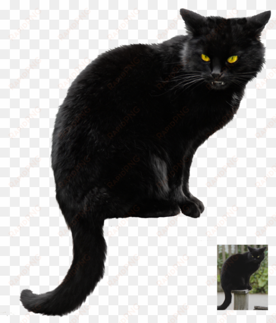 halloween black cat vector free png photo - real black cat halloween