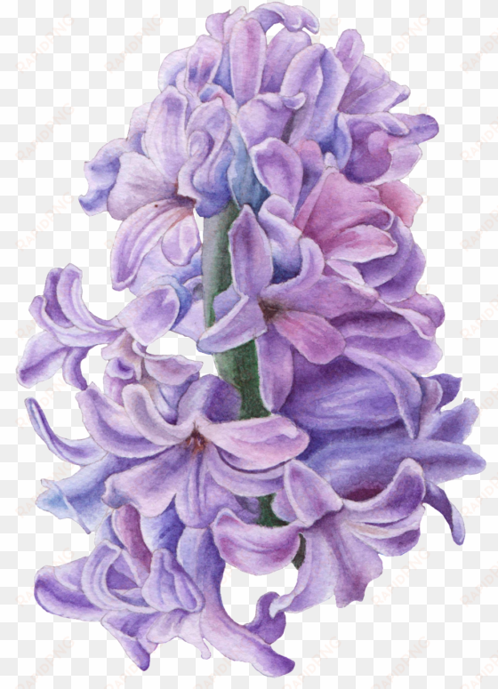 hand drawn hyacinth flower png transparent - hyacinth illustration
