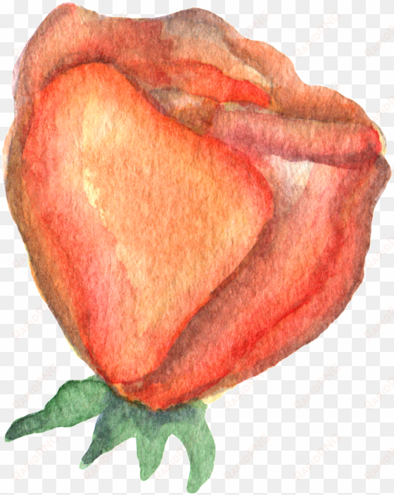 hand drawn render rose watercolor transparent - watercolor painting