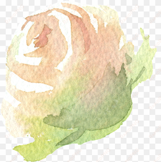 hand painted a champagne rose png transparent - portable network graphics