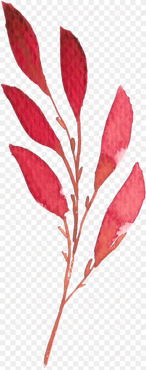 hand painted a red leaf watercolor transparent - watercolor painting