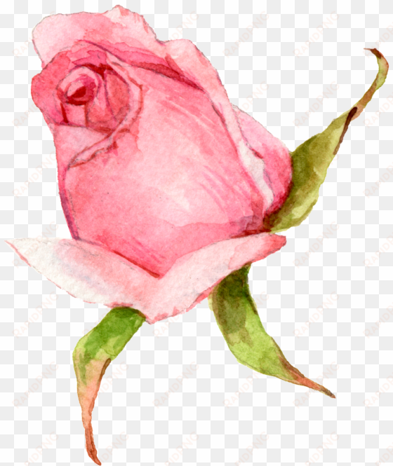 hand painted a watercolor rose png transparent - portable network graphics