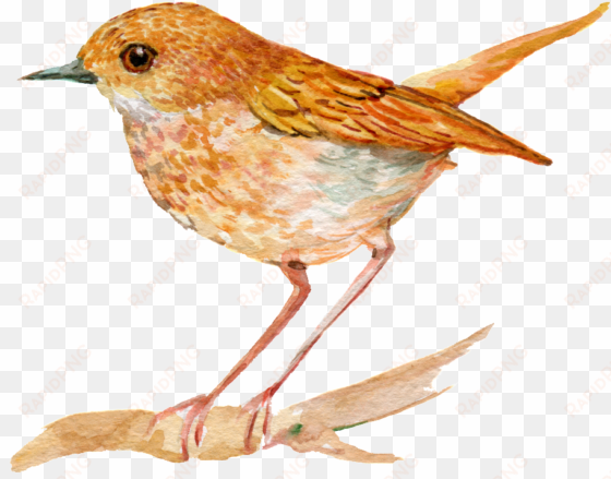 hand painted an orange bird png transparent - bird