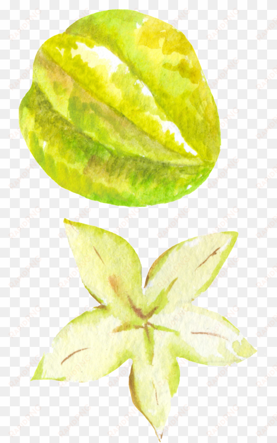 hand painted carambola png transparent - portable network graphics
