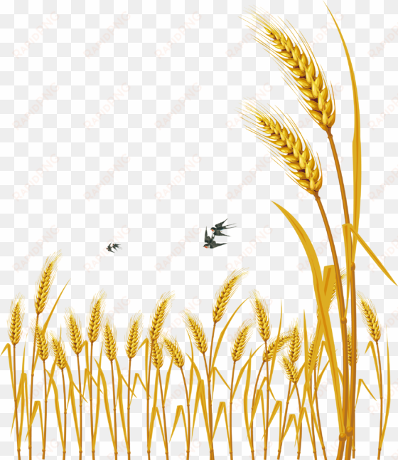 hand painted cartoon delicate wheat decorative - free vector wheat