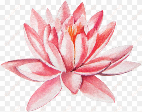 hand painted pink lotus transparent png - sacred lotus