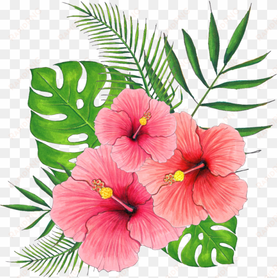 hand painted summer hibiscus flower png transparent - 扶桑 花 png
