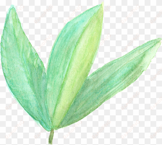 hand painted three leaves branches transparent - agave