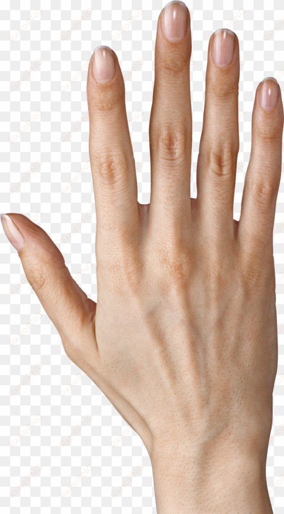 hand showing five fingers png clipart image - png hand