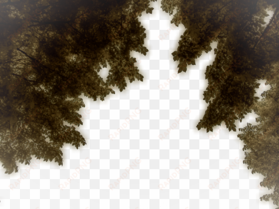 hanging branches png stock 02 june 2017 by - spruce