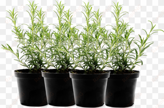 hanging flower pots png download - potted herb plant png