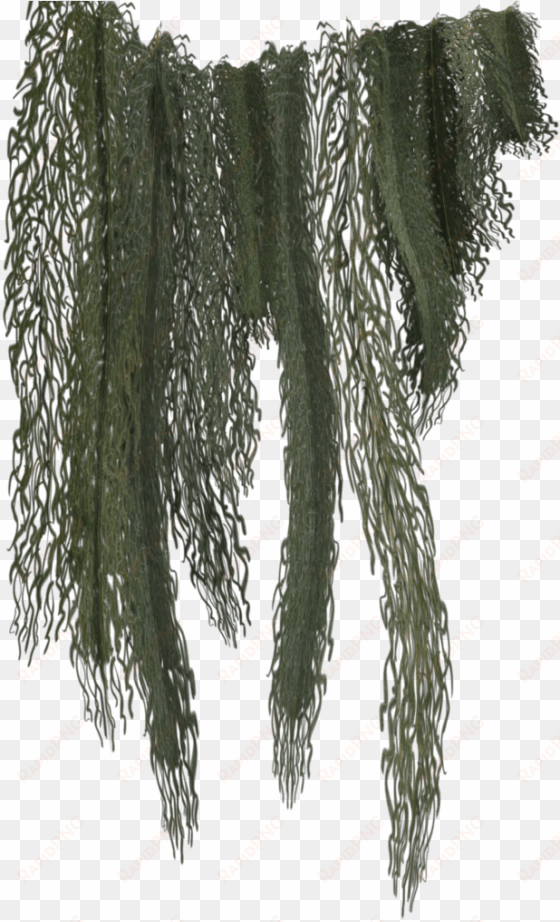 hanging moss png - jungle vines clip art