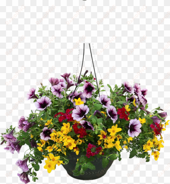 hanging plants png - hanging flower pot png