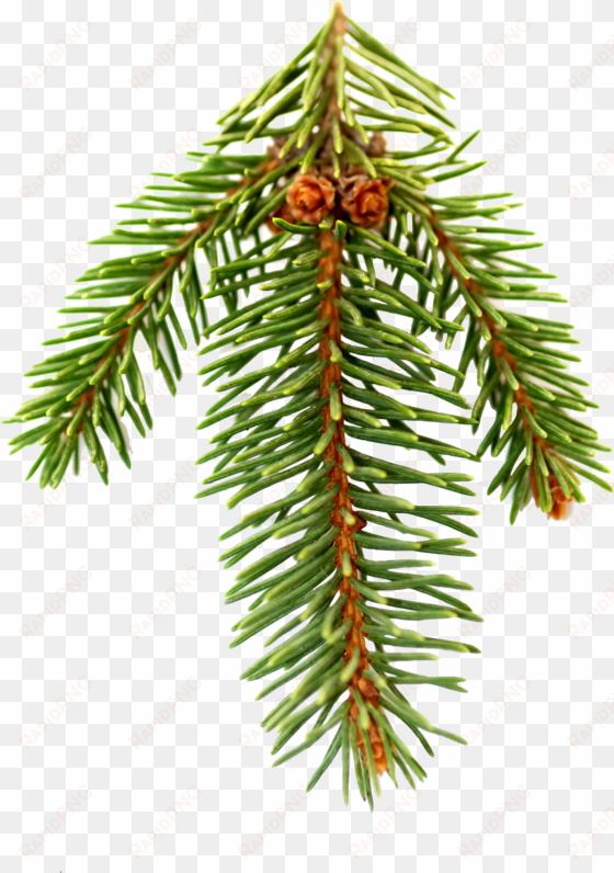 happy being nappy - pine needles png