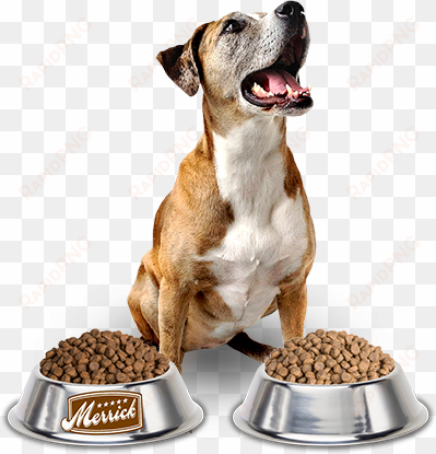 happy dog with merrick kibble bowls - dog eating food png
