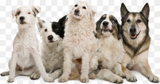 happy dogs png image - pack of dogs png