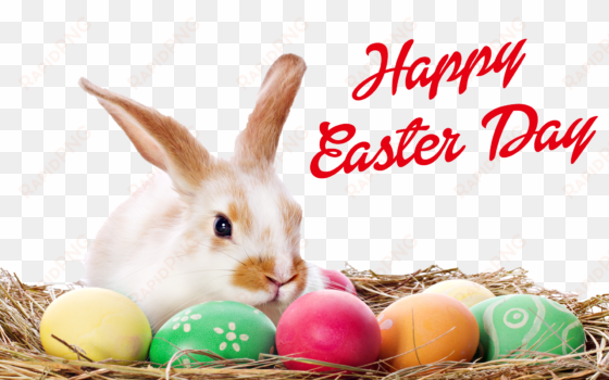 happy easter bunny png - happy easter egg png