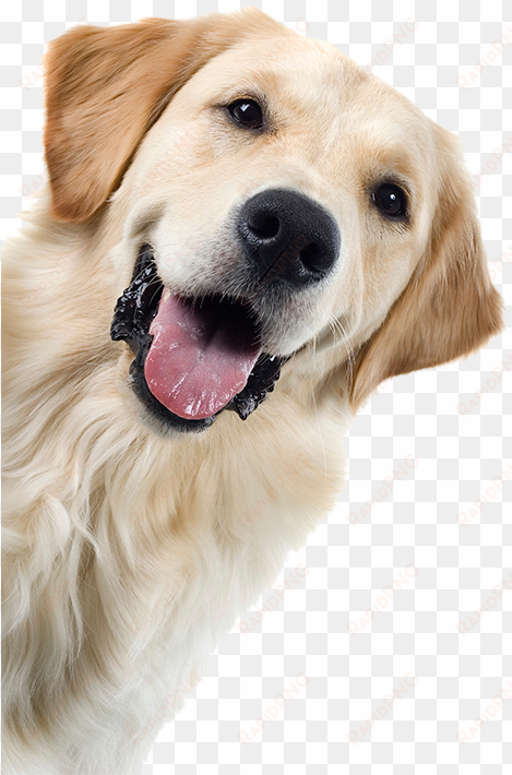 happy golden retreiver - kids and dogs by colleen pelar