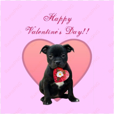 happy valentines day staffy