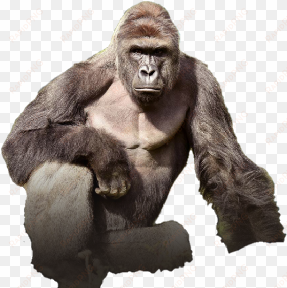 harambe the gorilla render - tits out for harambe