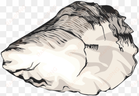 Hard To Find Clip Art Of Crustaceans Shellfish And - Oyster Shell Clip Art transparent png image
