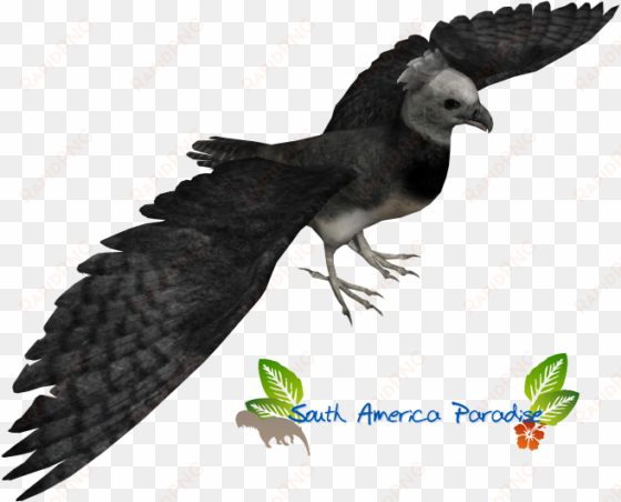 harpy eagle - zoo tycoon 2 eagle