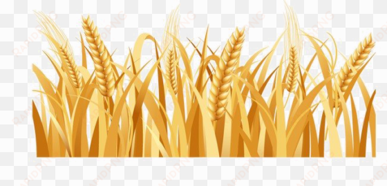 harvested wheat png image background - wheat png