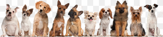 have a read to brighten your day enjoy testimonials - transparent background puppies png