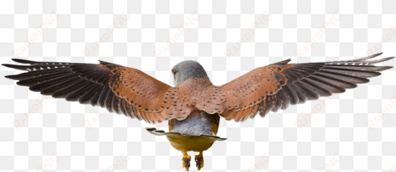 hawk flying png - bird