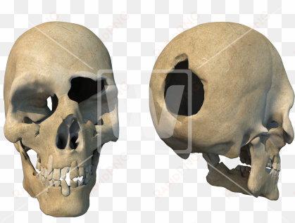 head shot damaged skulls - skull