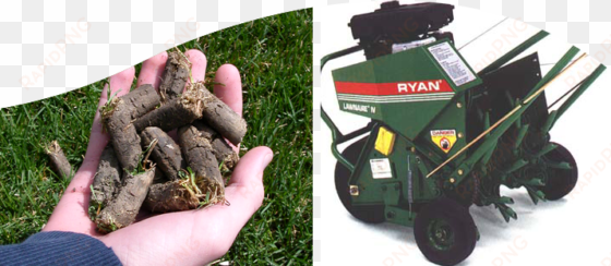 header-shrub - lawn aeration plugs