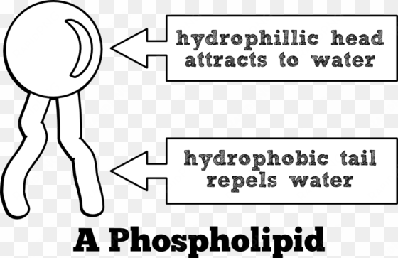 heads labeled phospholipid diagram - just dropped a load mousepad