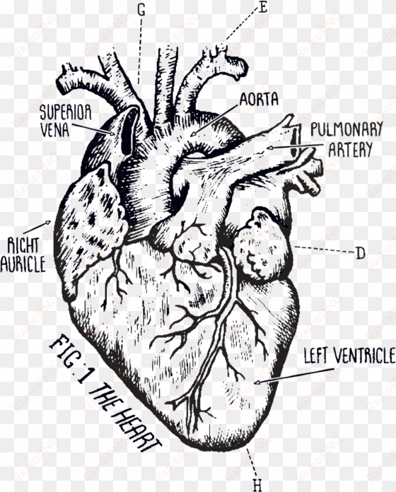 Heart Chart - Tattoo transparent png image