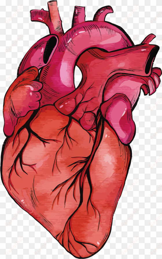 heart muscle png - realistic heart png