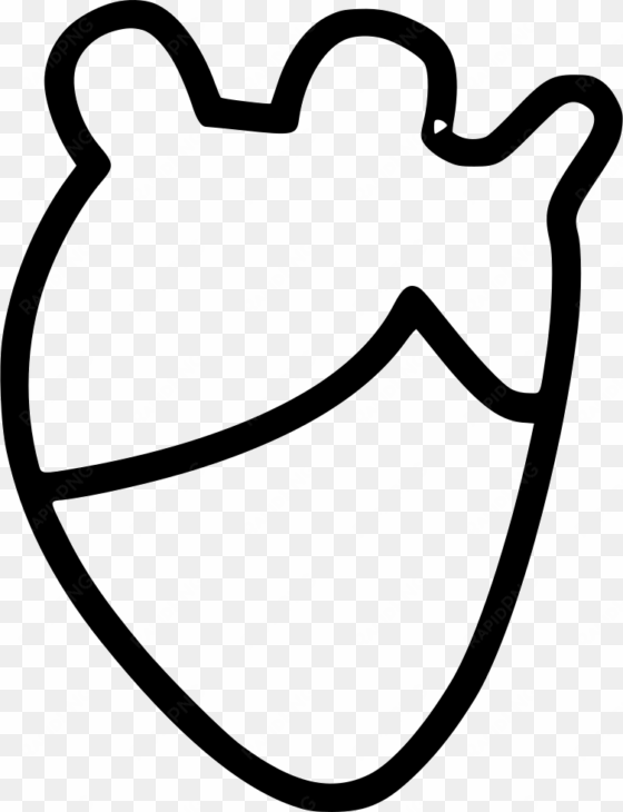 heart real anatomy - organ