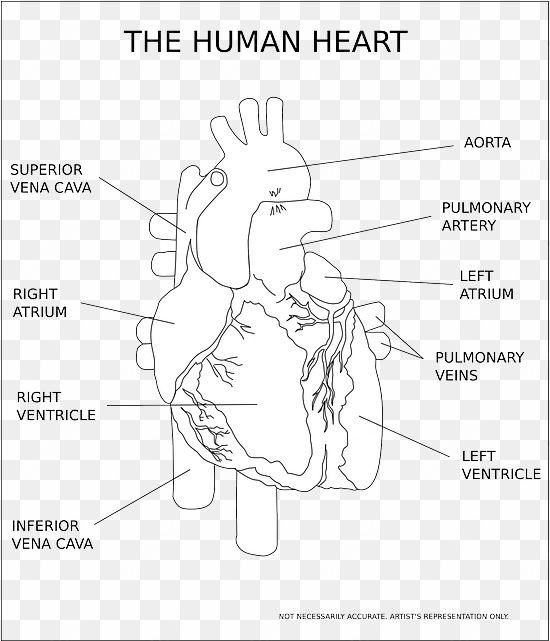 heart, ventricle, organ, human, anatomy, medical - human heart black and white