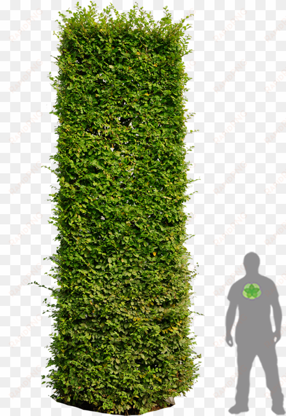 hedges clipart plan - hedges for photoshop